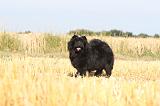CHOW CHOW 033